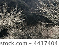 白梅花 梅花 梅 4417404