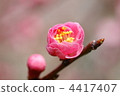 日本梅子 梅花 梅 4417407