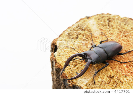 Saw toothbrush Saw toothbrush 4417701