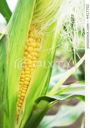 Corn field 4417702