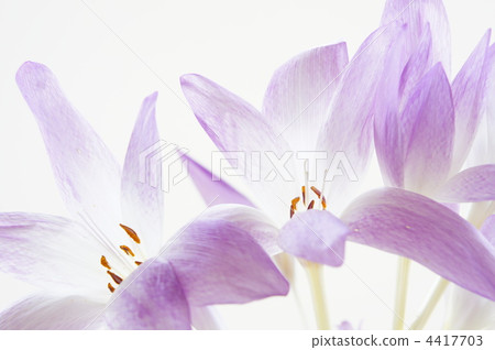 Canine saffron 4417703