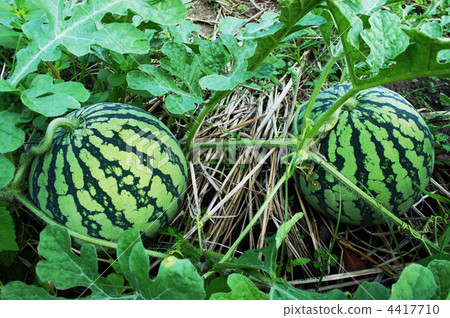 西瓜領域 西瓜領域 4417710