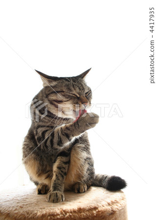 Cat grooming 4417935