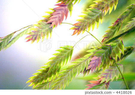 Wild oats (reticulinal herbs) Wild oats (reticulinal herbs) 4418026