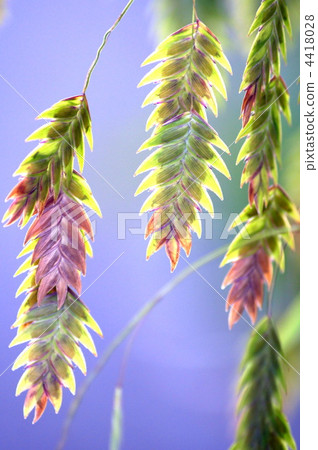 Wild oats (reticulinal herbs) 4418028