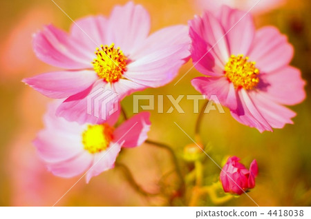 Cosmos (pink) Cosmos (pink) 4418038