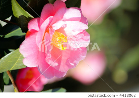 山茶花（Yae） 4418062