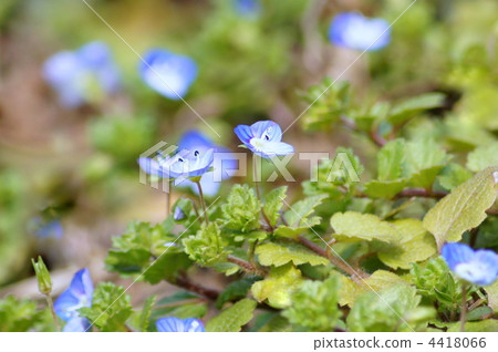 Ooouinunnguri (star's eyes) Ooouinunnguri (star's eyes) 4418066