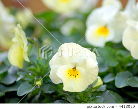 Viola (cream color) 4418090