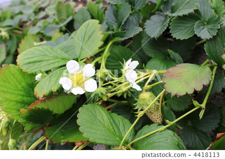 Ishigaki strawberry flowers 4418113