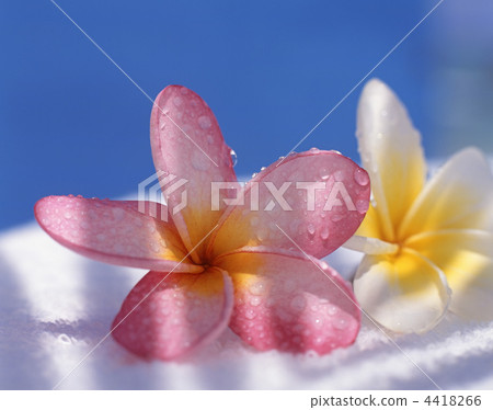 雞蛋花 4418266