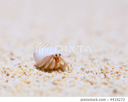 Hermit crab 4418272
