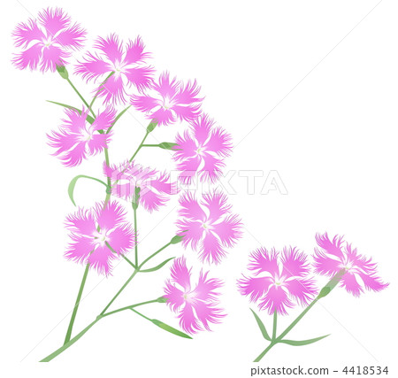 Dianthus flower 4418534