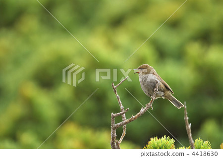 Japanese accentor 4418630