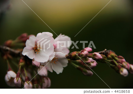 Cherry blossoms of first bloom 4418658