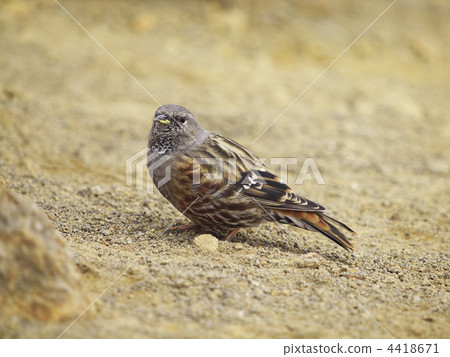 Rock lark Rock lark 4418671