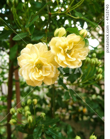 黃色莫科自治市鎮 4418740