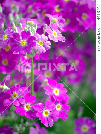 Primula Maracoides 4418742