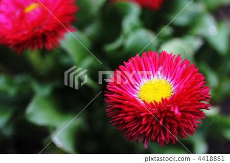 雛菊 雛菊 4418881