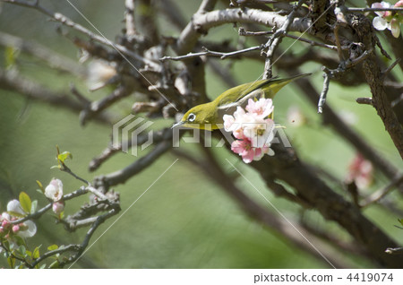White-eye 4419074