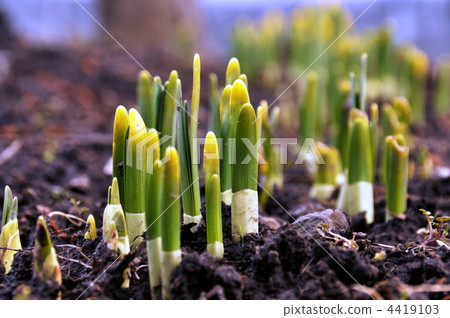 水仙花芽 水仙花芽 4419103