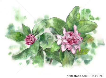 winter daphne, flower, flowers 4419193