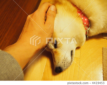 pet, pets, sleep 4419453