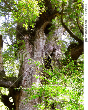 Yakushima Daio cedar fresh green is beautiful up 4419461