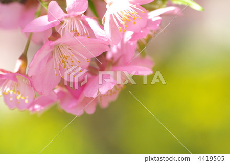 川角櫻桃花 河津櫻 櫻花 4419505