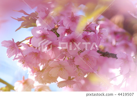 川角櫻桃花 河津櫻 櫻花 4419507