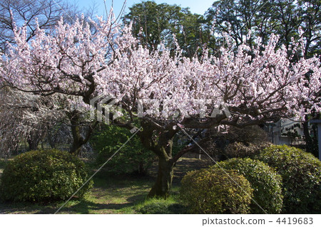 white plum blossoms, ume, bloom 4419683
