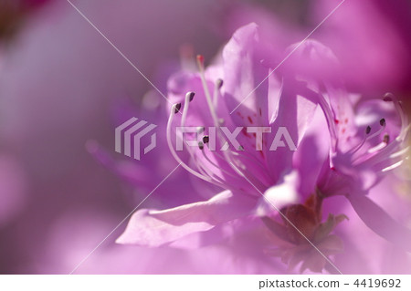 azalea, azaleas, bloom 4419692