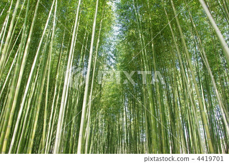 Bamboo grove in Sagano Bamboo grove in Sagano 4419701