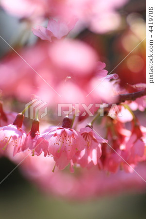 豆櫻 櫻花 富士櫻花 4419708