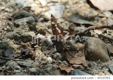 Asamama Ichimonji 4419765