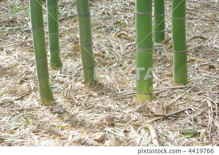 竹樹叢在陽光下離開 4419766