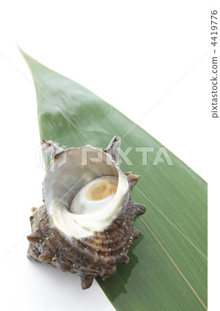 Sasa leaves and Sasae Sasa leaves and Sasae 4419776