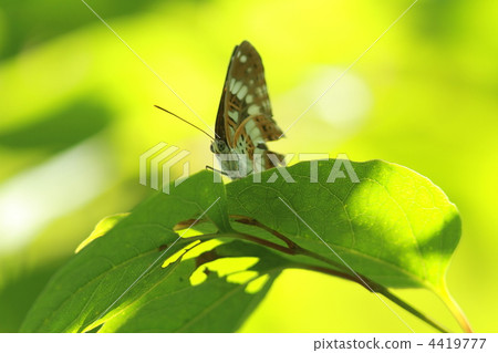 Asamama Ichimonji 4419777