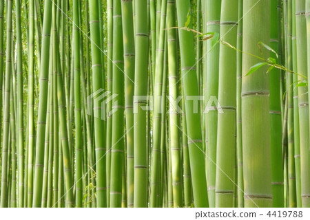 Bamboo grove in Sagano Bamboo grove in Sagano 4419788