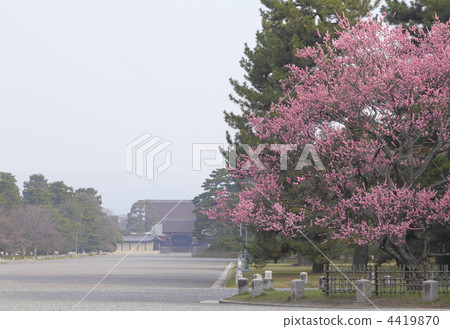 京都Meiseen Kuroki no Mei 4419870