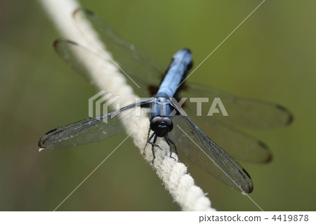 黑尾蜻蜓的交配 4419878