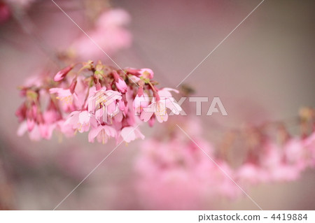 Choshukuji的Okamezakura 4419884