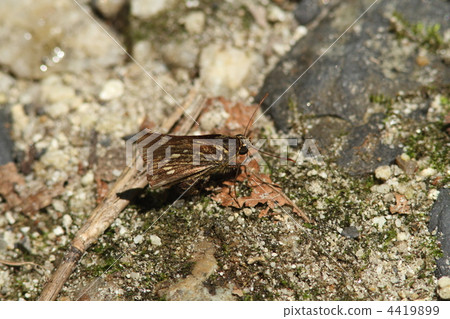 Thoressa瓦里亞 Thoressa瓦里亞 4419899