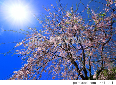 垂枝櫻花 太陽系 太陽能 4419901