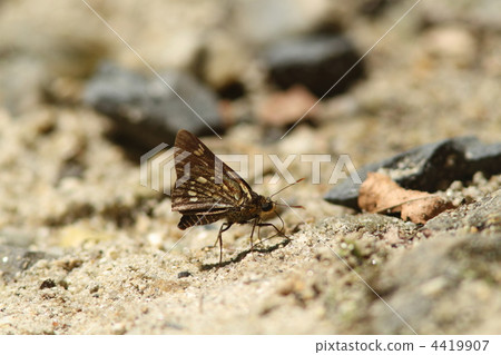 Cochabanececeli Cochabanececeli 4419907