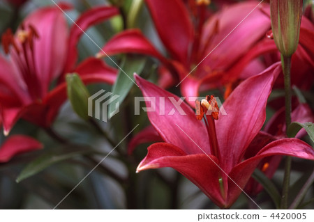 Tiny Hope 4420005