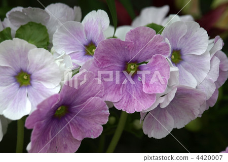 Primula · Obconica Primula · Obconica 4420007