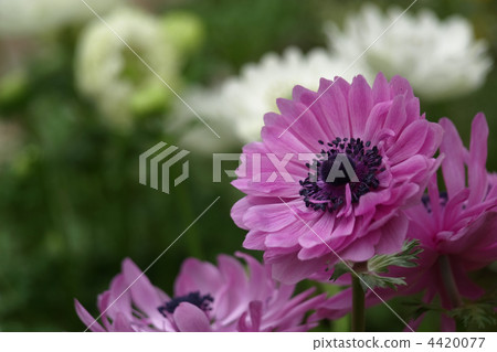 Anemones 4420077