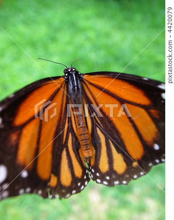 蝴蝶 蟲子 漏洞 4420079