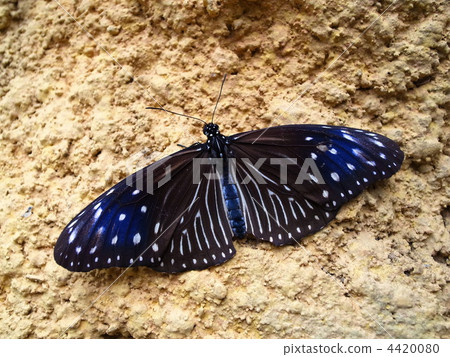 紫斑蝶 藍色條紋烏鴉 蝴蝶 4420080
